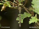 Aeshna cyanea