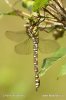 Aeshna cyanea