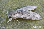 Agrius convolvuli