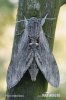Agrius convolvuli