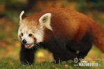 Ailurus fulgens