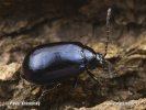 Alder Leaf Beetle