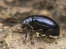 Alder Leaf Beetle