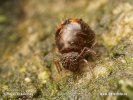 Allacma fusca