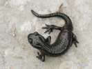 Alpenlandsalamander