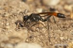 Ammophila sabulosa