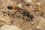 Ammophile des sables