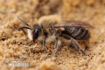 Andrena scita