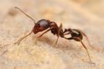 Ant