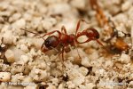 Ant