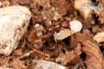 Ant