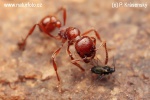 Ant