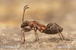 Ant Bug