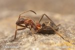 Ant Bug