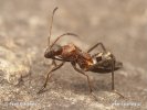 Ant Bug