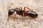 Ant - Camponotus fallax