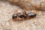 Ant - Camponotus fallax