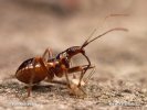 Ant Damsel Bug