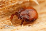 Ant hister beetle