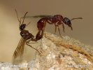 Ant Myrmica rubra