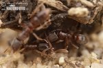 Ant Ponera coarctata