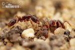 Ant Ponera coarctata