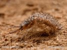 Antlion