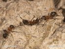 Ants - Fight for colony