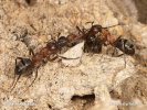 Ants - Fight for colony