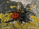 Araña moteada saltadora