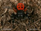 Araña moteada saltadora