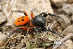 Araña moteada saltadora