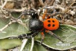 Araña moteada saltadora