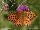 Argynnis aglaja