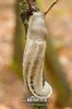 Ashy-grey Ash-black Slug