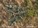 Autumn Green Carpet