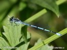 Azure Damselfly