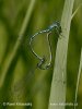 Azure Damselfly