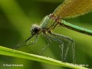 Banded Demoiselle