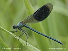 Banded Demoiselle