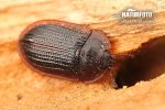 Bark-gnawing Beetle