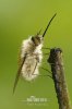 Bee Fly