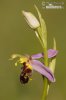 Bee Orchid