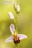 Bee Orchid