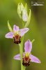 Bee Orchid