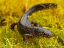 Bergvattensalamander