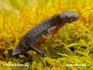 Bergvattensalamander