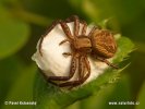 Crab Spiders