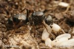 Black Ant