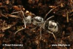 Black Ant